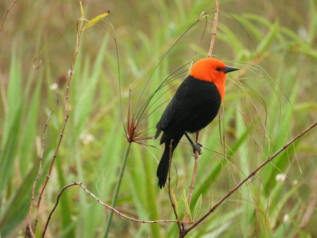 Parque Estadual do Rio Ivinhema lidera ranking nacional em listas de observação de aves Parque Estadual do Rio Ivinhema lidera ranking nacional em listas de observação de aves