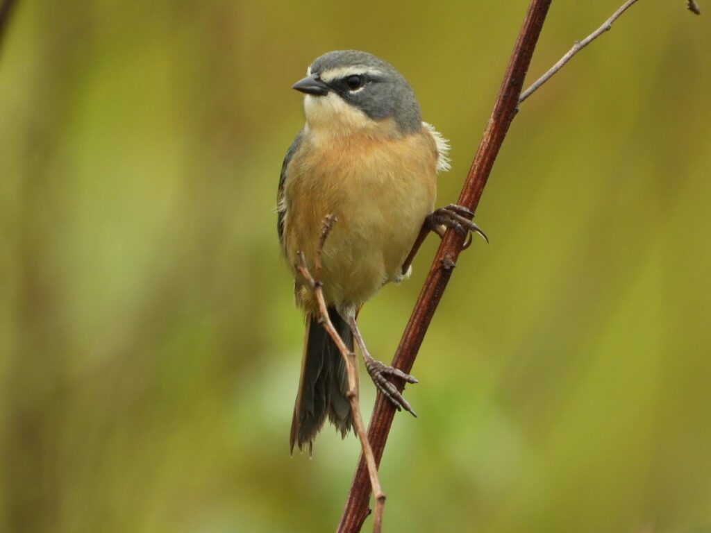 Parque Estadual do Rio Ivinhema lidera ranking nacional em listas de observação de aves Parque Estadual do Rio Ivinhema lidera ranking nacional em listas de observação de aves