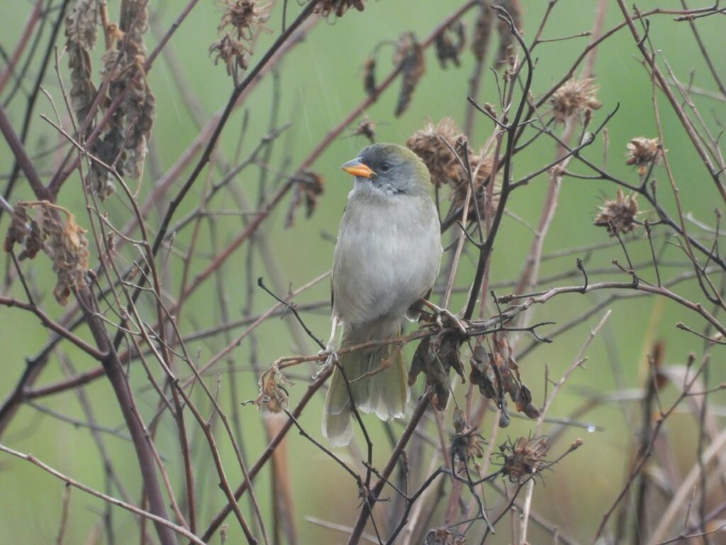 Parque Estadual do Rio Ivinhema lidera ranking nacional em listas de observação de aves Parque Estadual do Rio Ivinhema lidera ranking nacional em listas de observação de aves